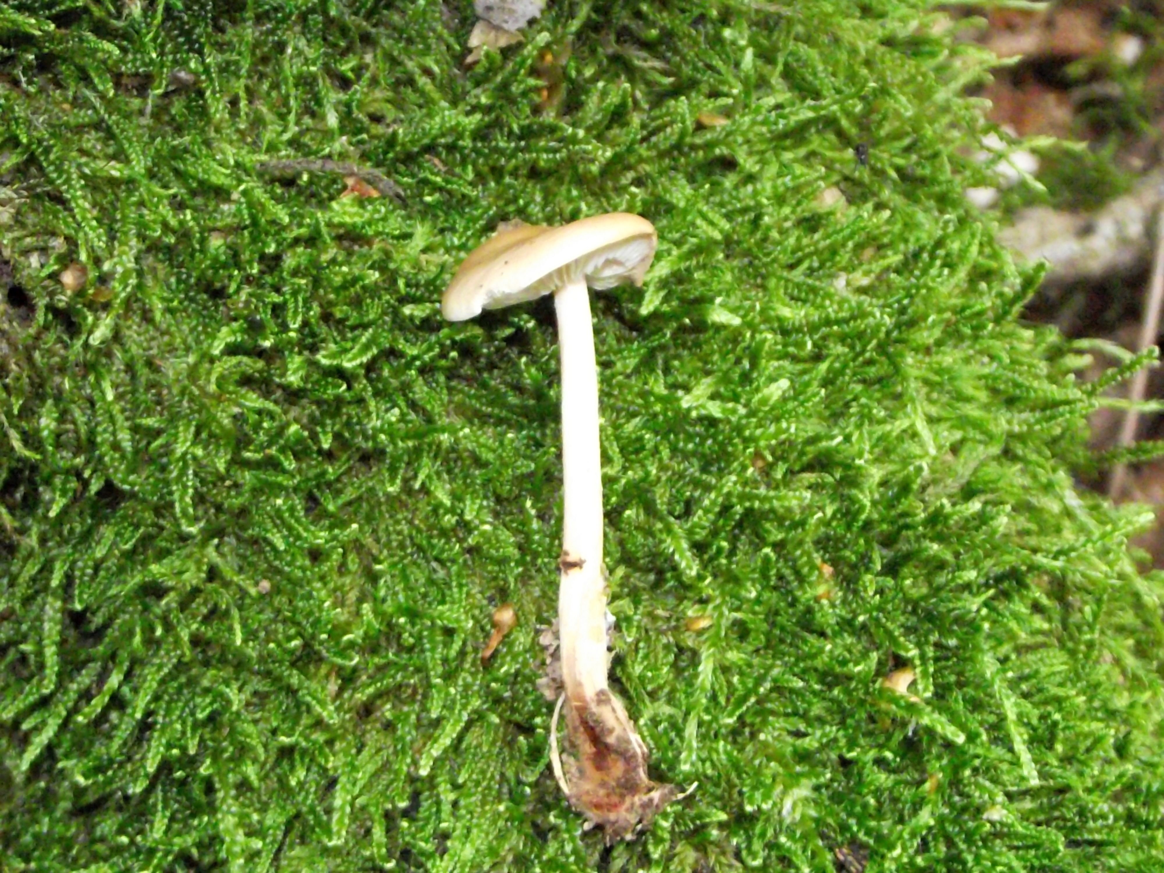 Waldfreund-Rübling