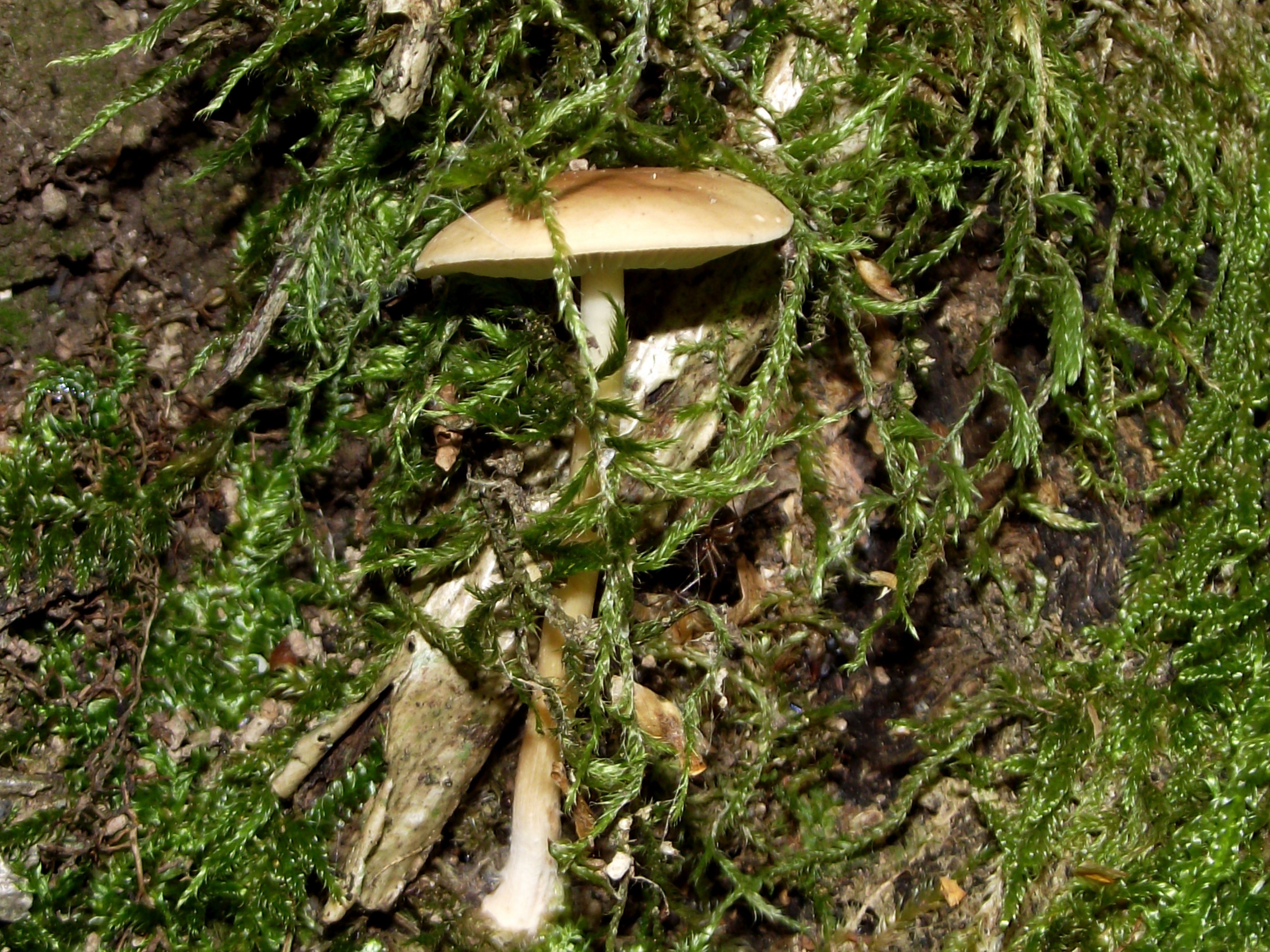Waldfreund-Rübling
