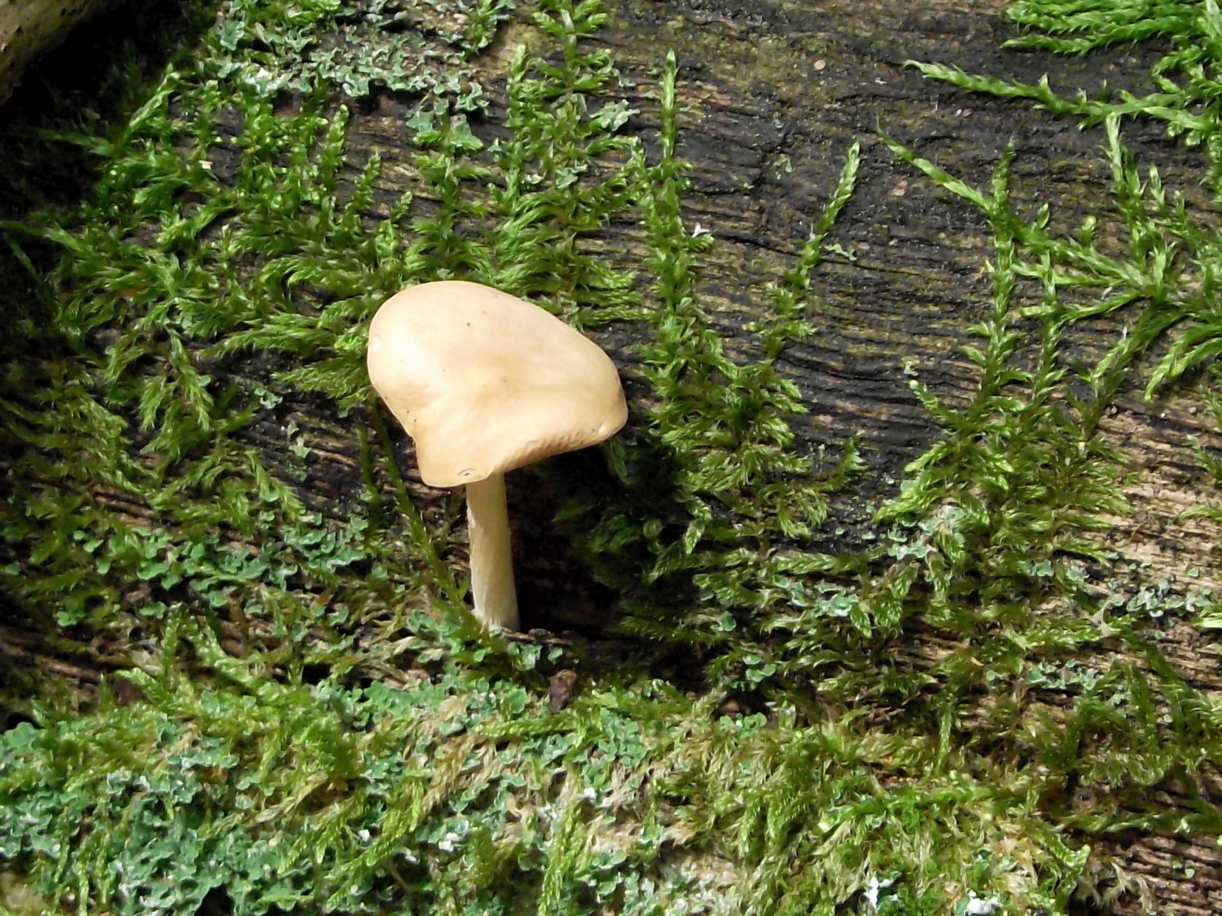 Waldfreund-Rübling
