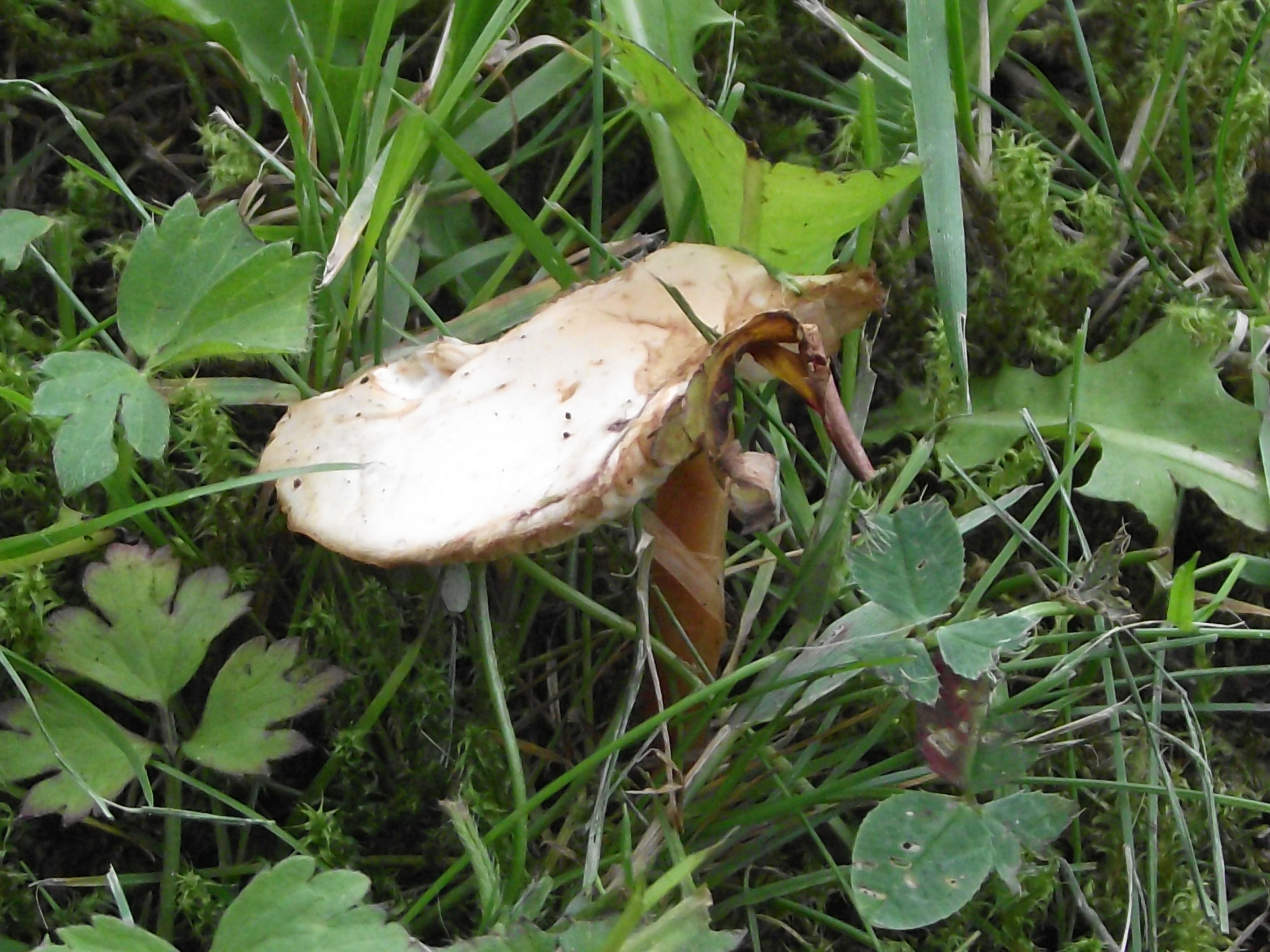 Waldfreund-Rübling