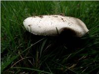 Wiesenchampignon1