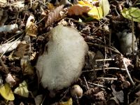 Wiesenchampignon