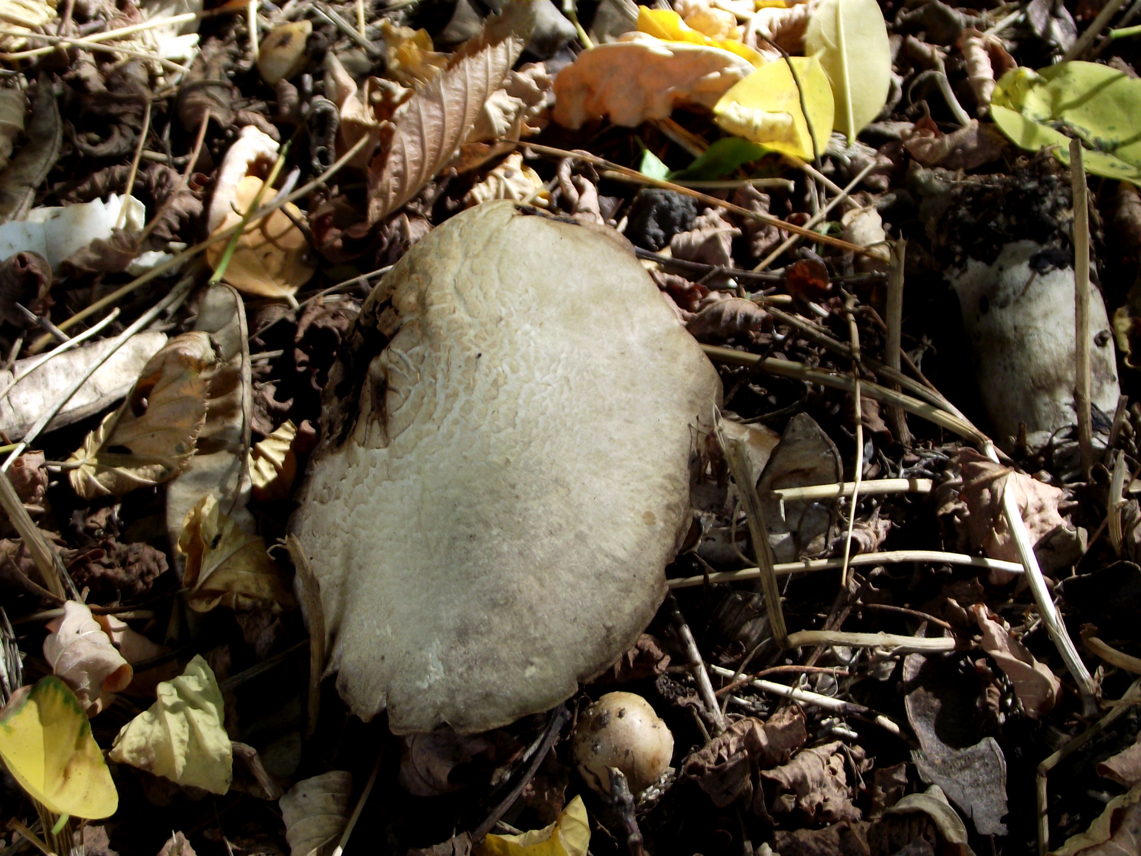 Wiesenchampignon