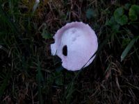 Wiesenchampignon