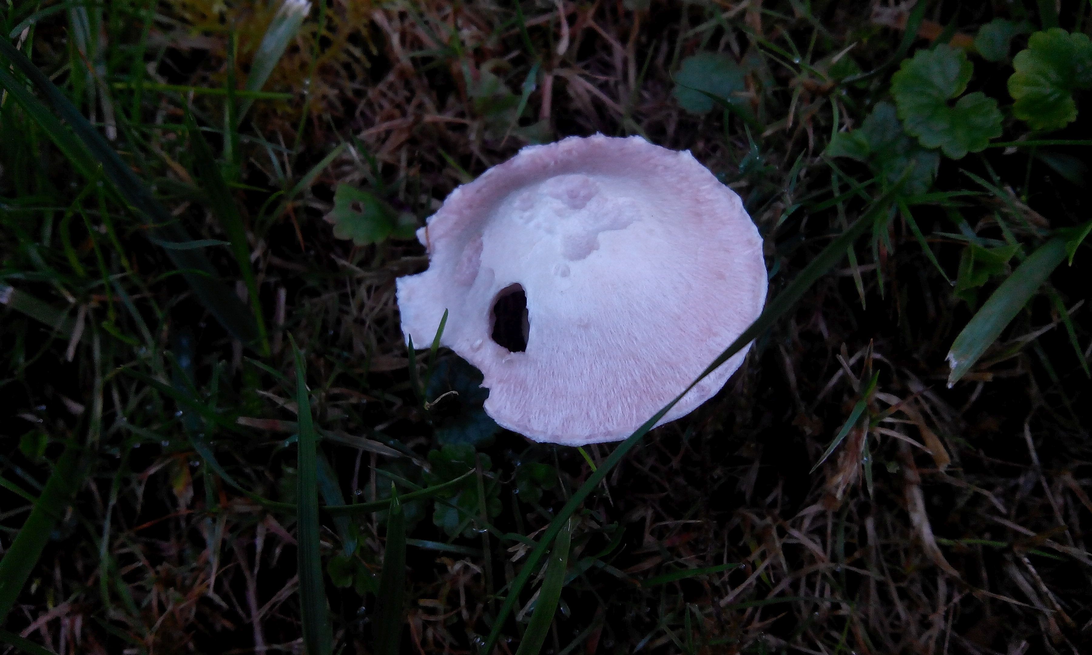 Wiesenchampignon