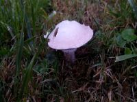 Wiesenchampignon