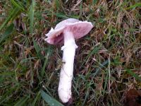 Wiesenchampignon