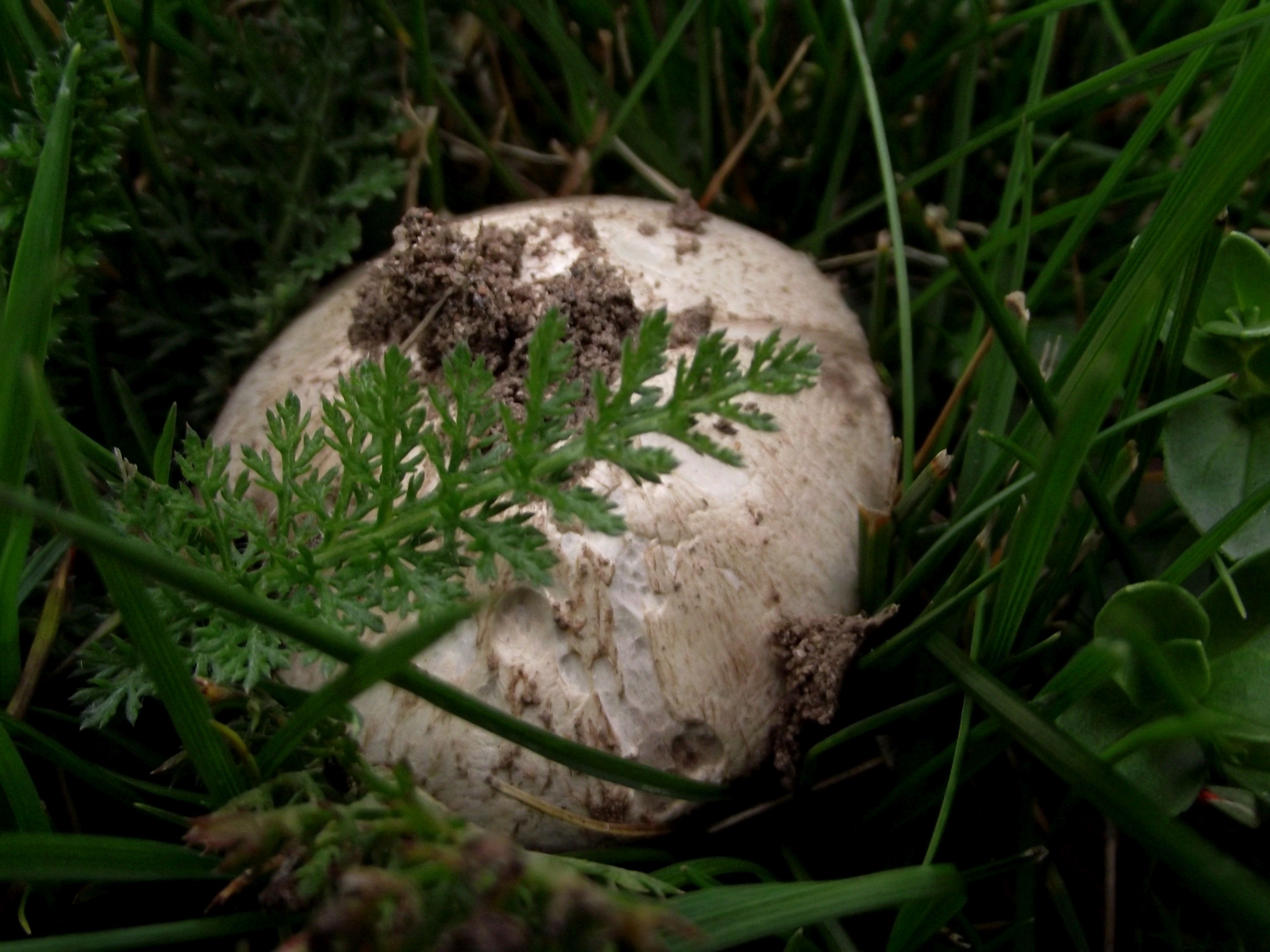 Wiesenchampignon