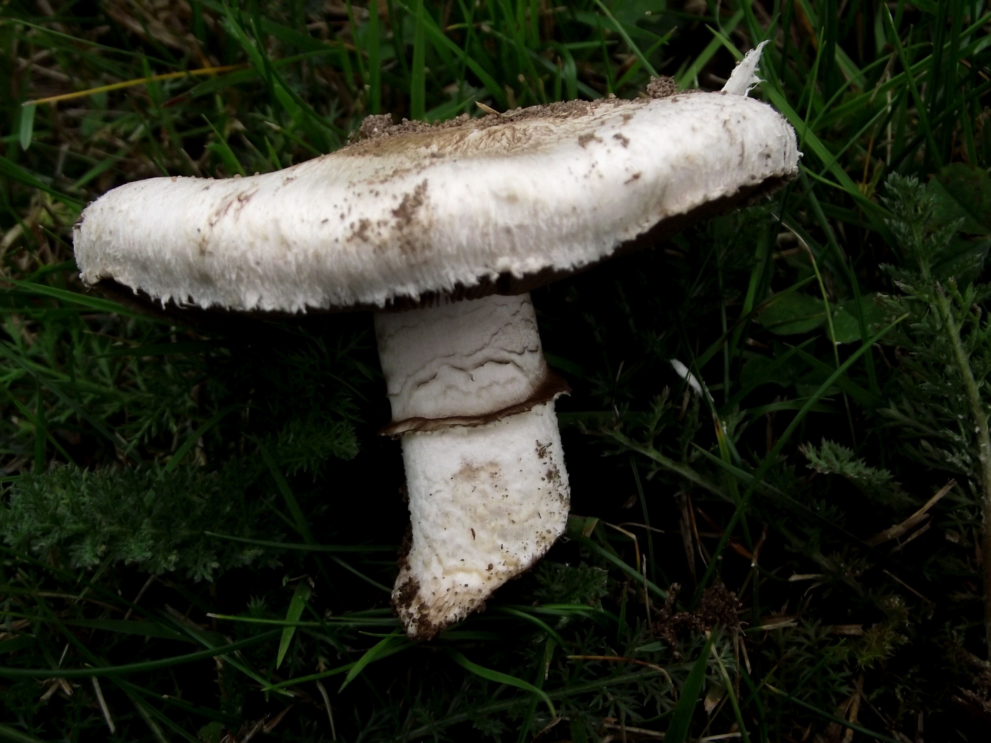 Wiesenchampignon