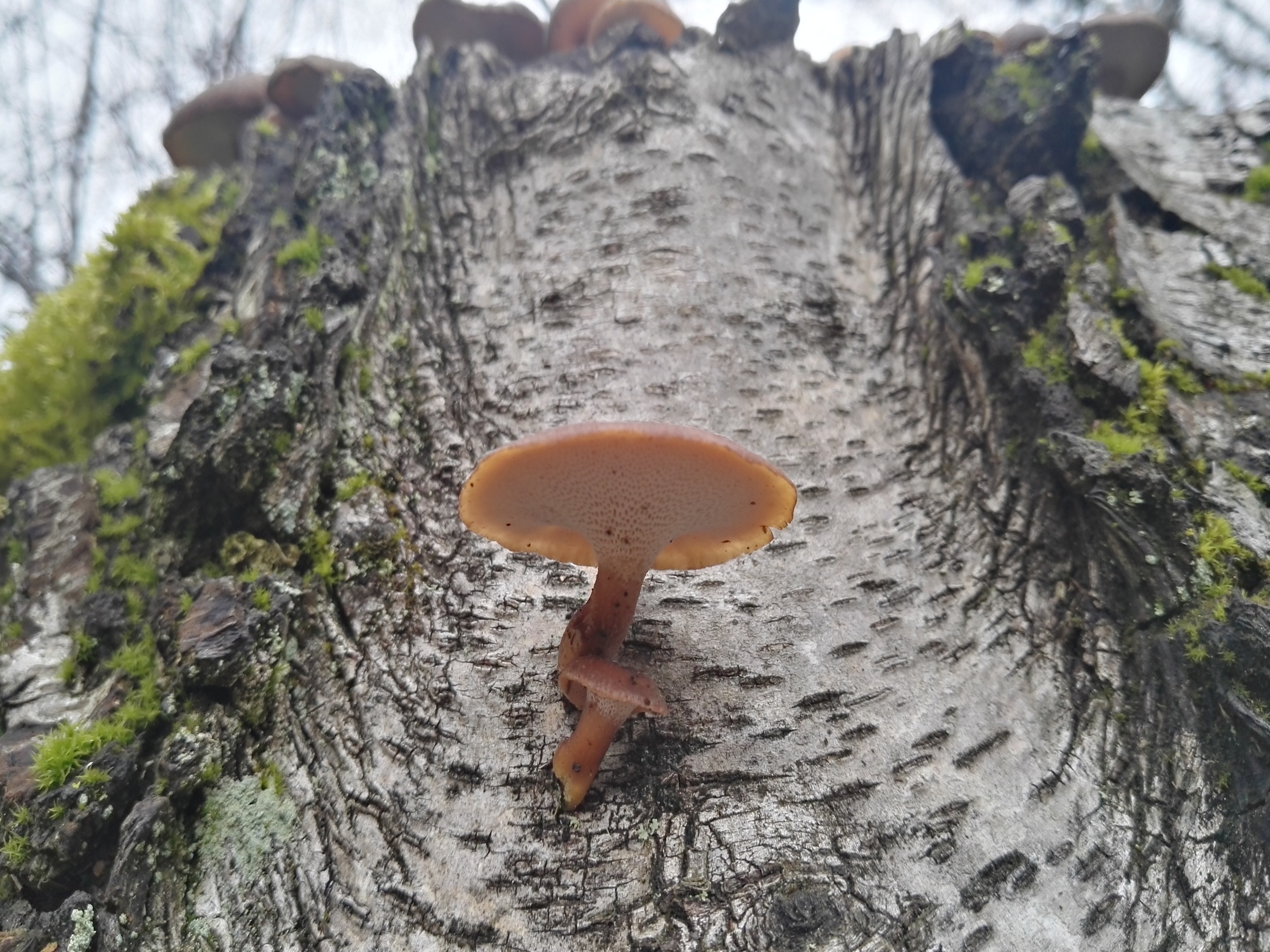 Winter-Stielporling - Blick von schräg unten. Die relativ großen Poren (schon jung mit bloßem Auge erkenntbar) laufen am Stiel kurz herab. 