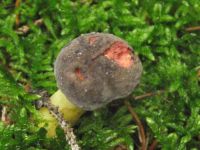 Ziegenlippe