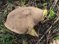 Ziegenlippe