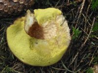 Ziegenlippe