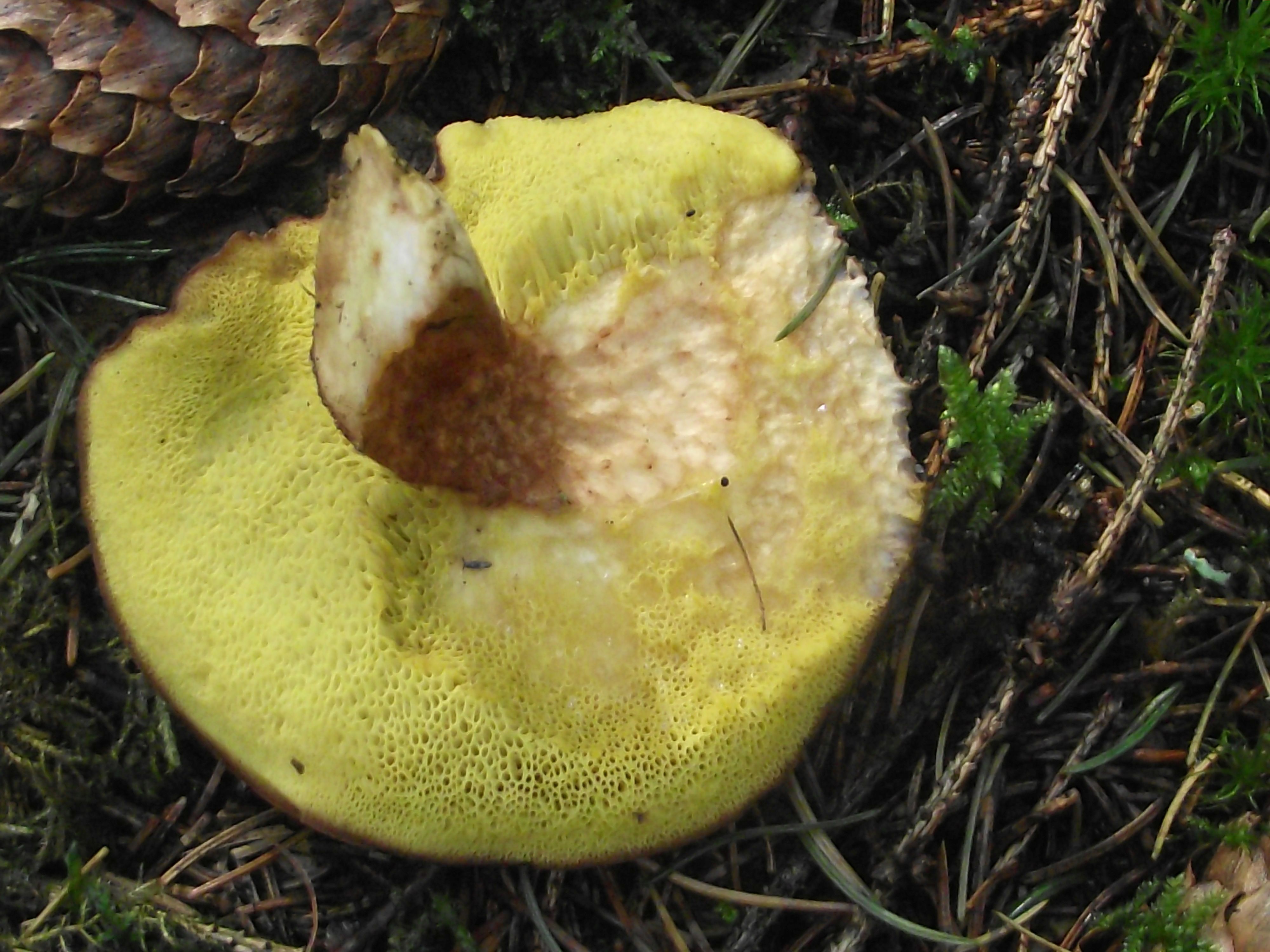 Ziegenlippe