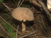 Ziegenlippe