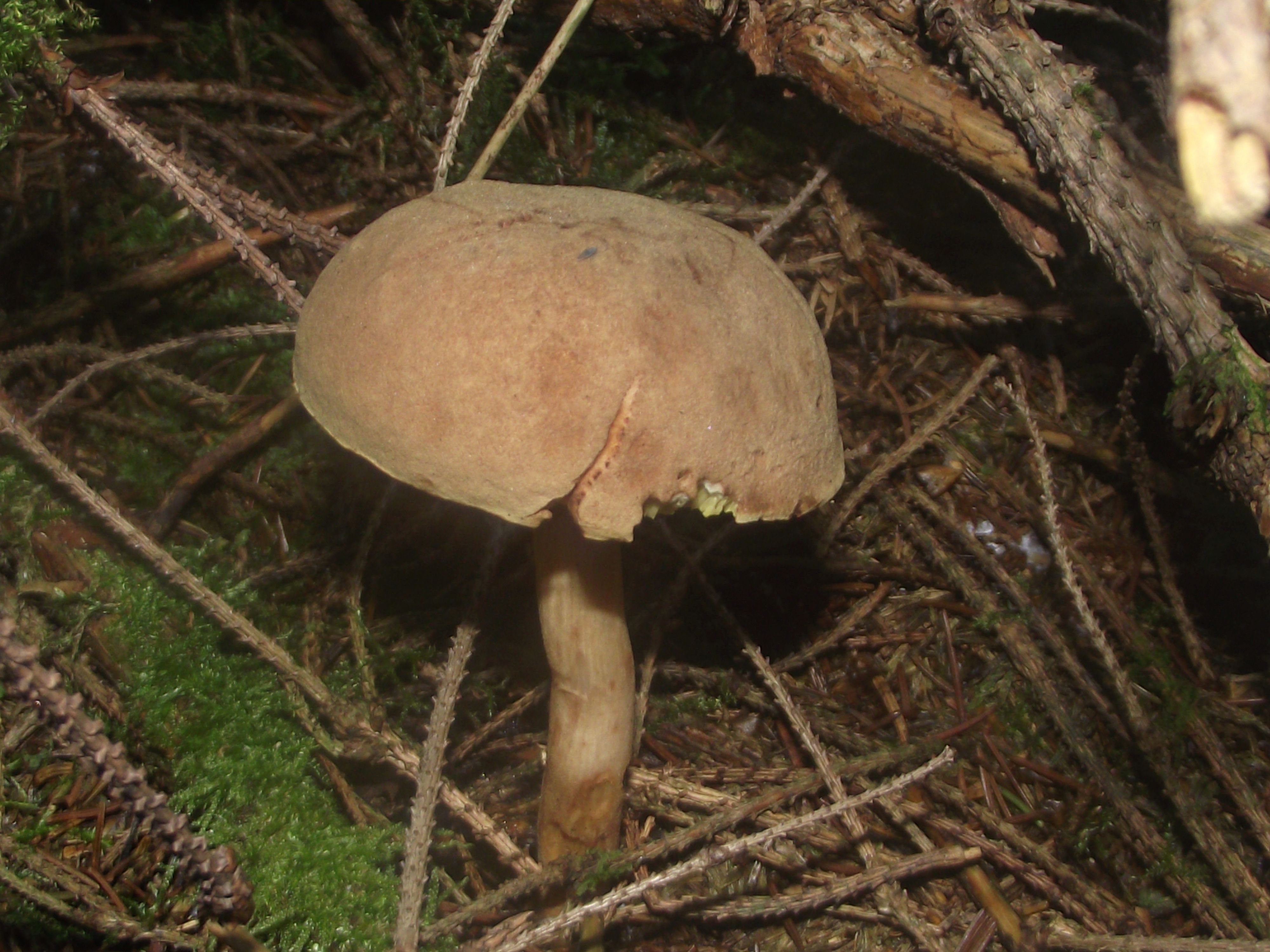 Ziegenlippe