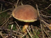 Ziegenlippe