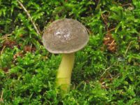 Ziegenlippe