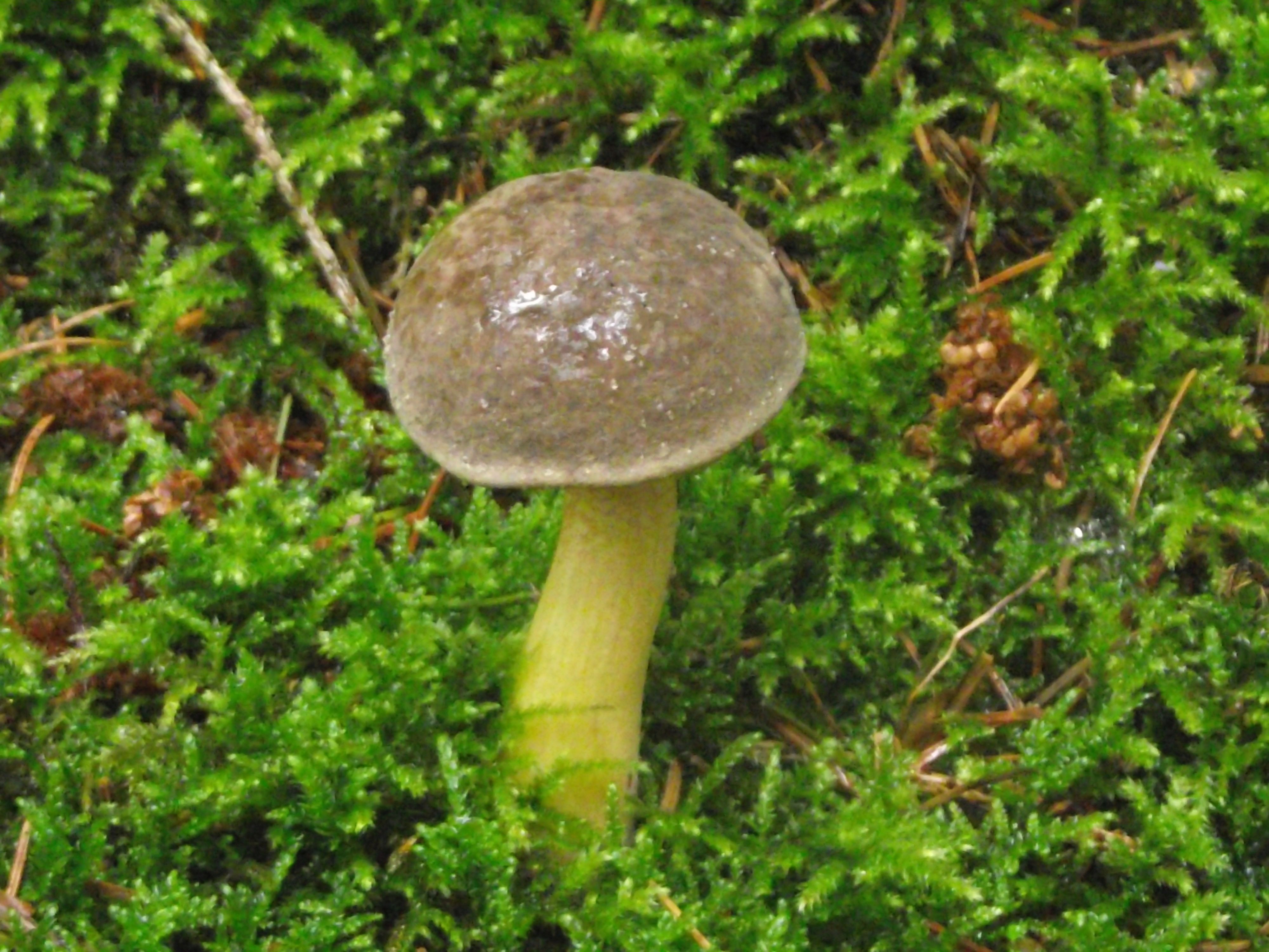 Ziegenlippe