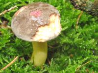 Ziegenlippe