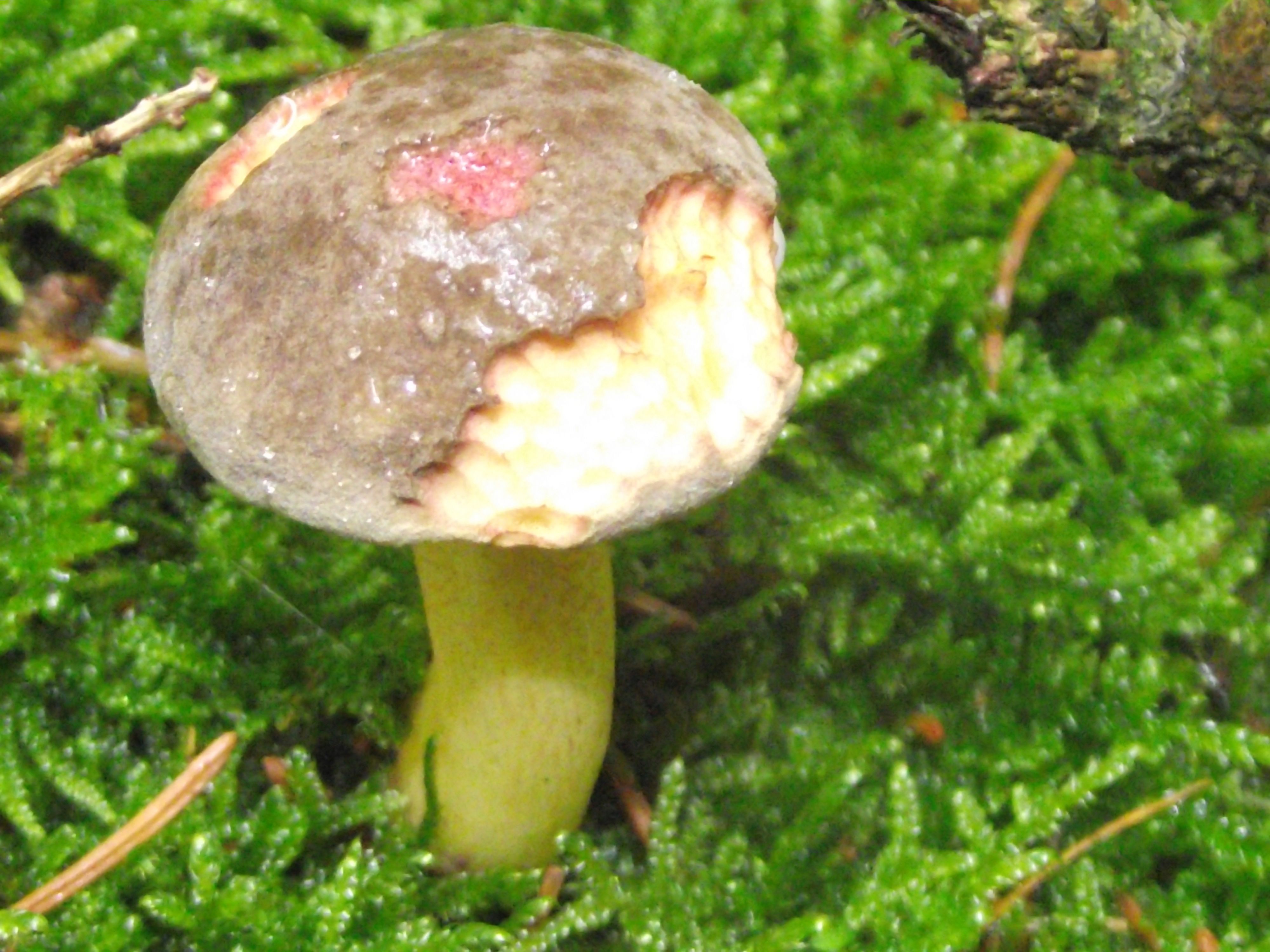Ziegenlippe