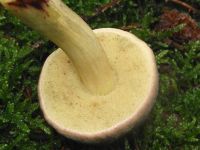 Ziegenlippe