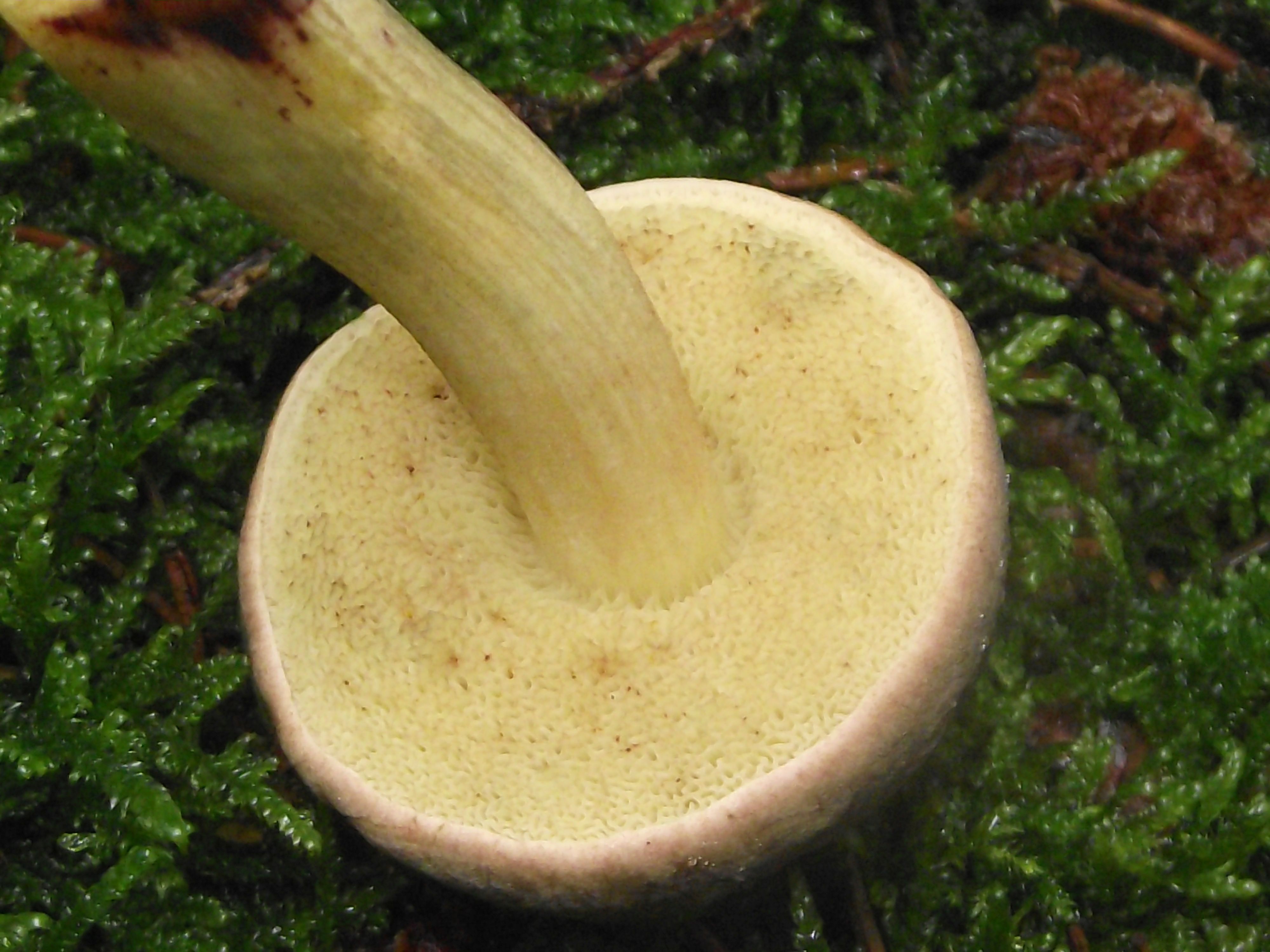 Ziegenlippe