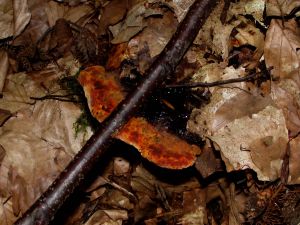 Pilz Vorschaubild