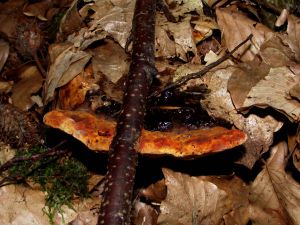 Pilz Vorschaubild