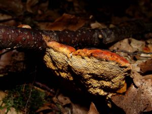 Pilz Vorschaubild