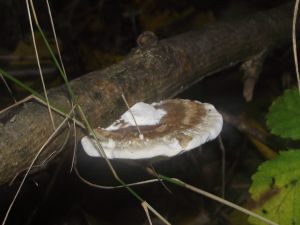 Pilz Vorschaubild