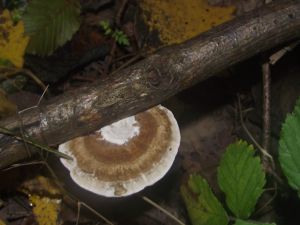 Pilz Vorschaubild