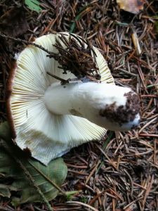 Pilz Vorschaubild