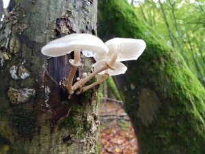 Pilz Vorschaubild