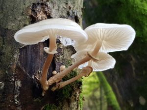 Pilz Vorschaubild