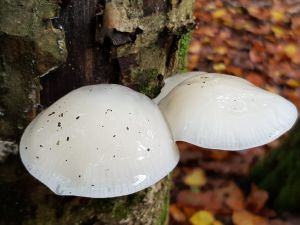 Pilz Vorschaubild