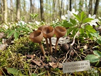 Anemonenbecherling