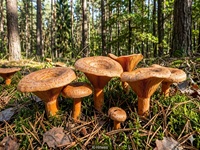 Edelreizker1