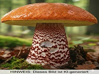 Eichen-Rotkappe