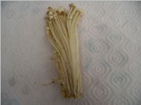 Enoki1