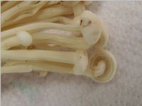 Enoki2