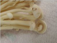 Enoki2