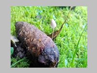 Fichtenzapfen-Helmling2