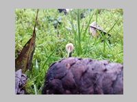 Fichtenzapfen-Helmling4