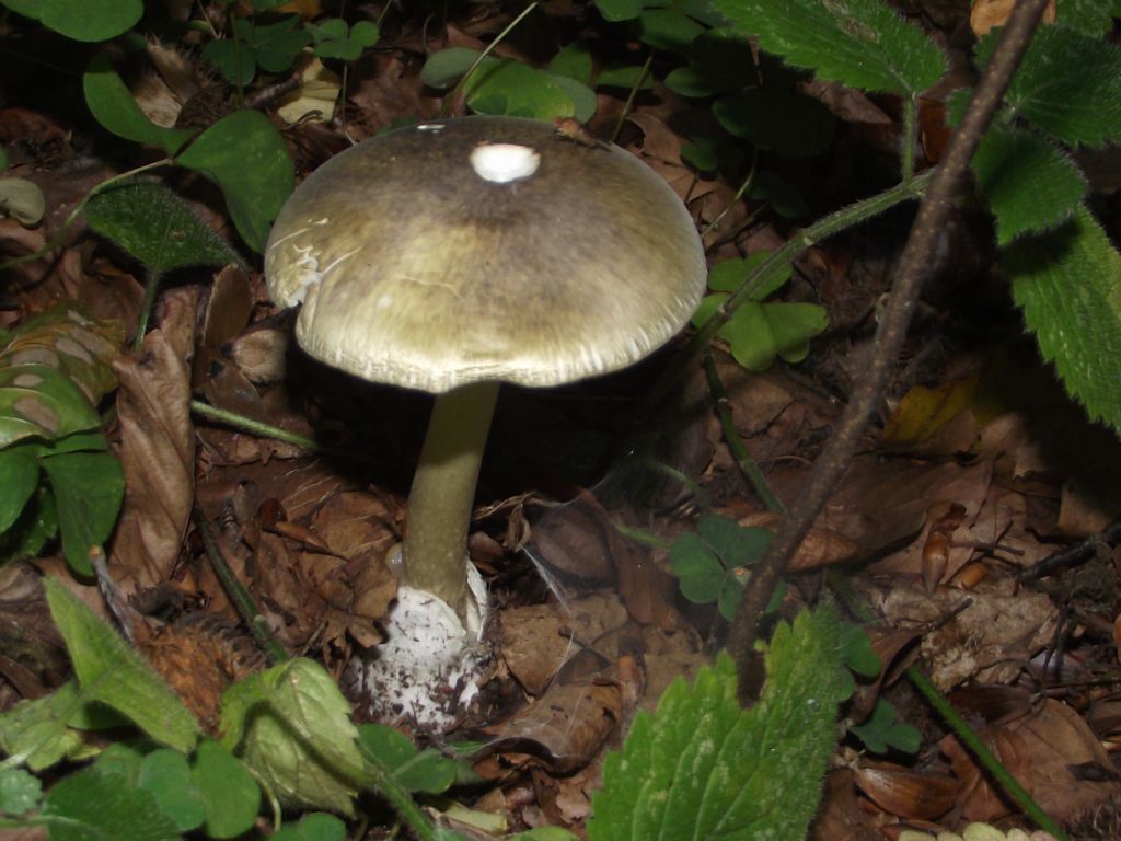 Gr&uuml;ner Knollenbl&auml;tterpilz