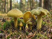 Grünling1