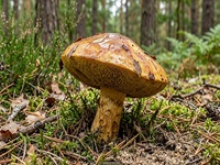 Kuh-Röhrling1