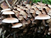 Mäuseschwanz-Rübling2
