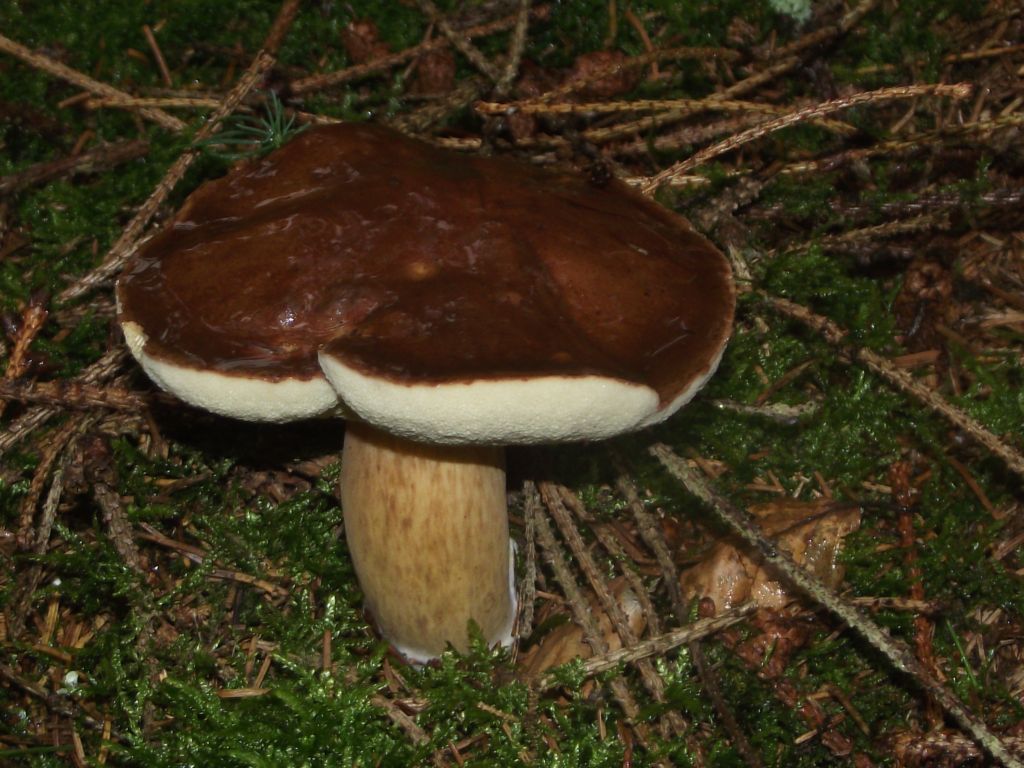 (c) Mushroom-toxin.de