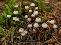 Nadelstreu-Käsepilzchen1